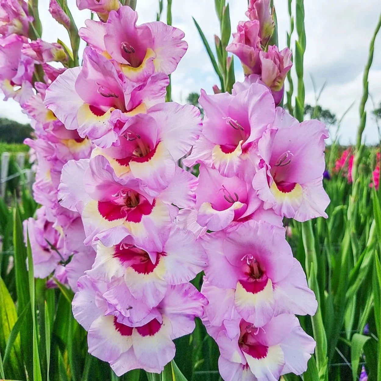 The Best Plants for Zone 3